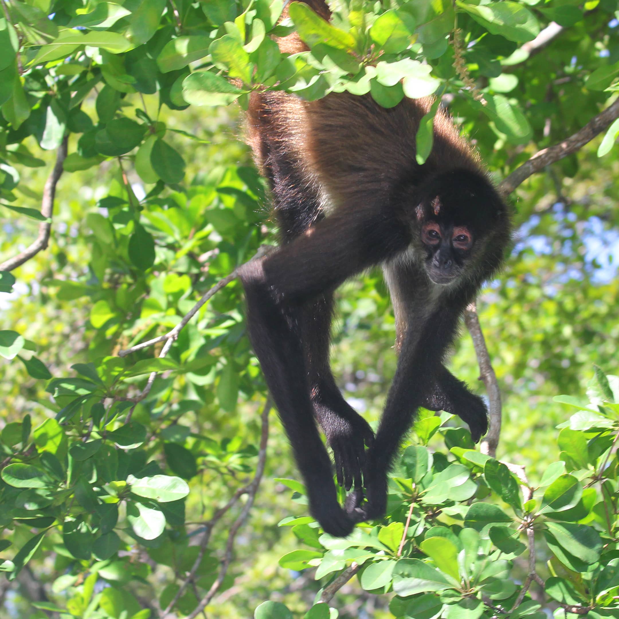 Spider Monkeys
