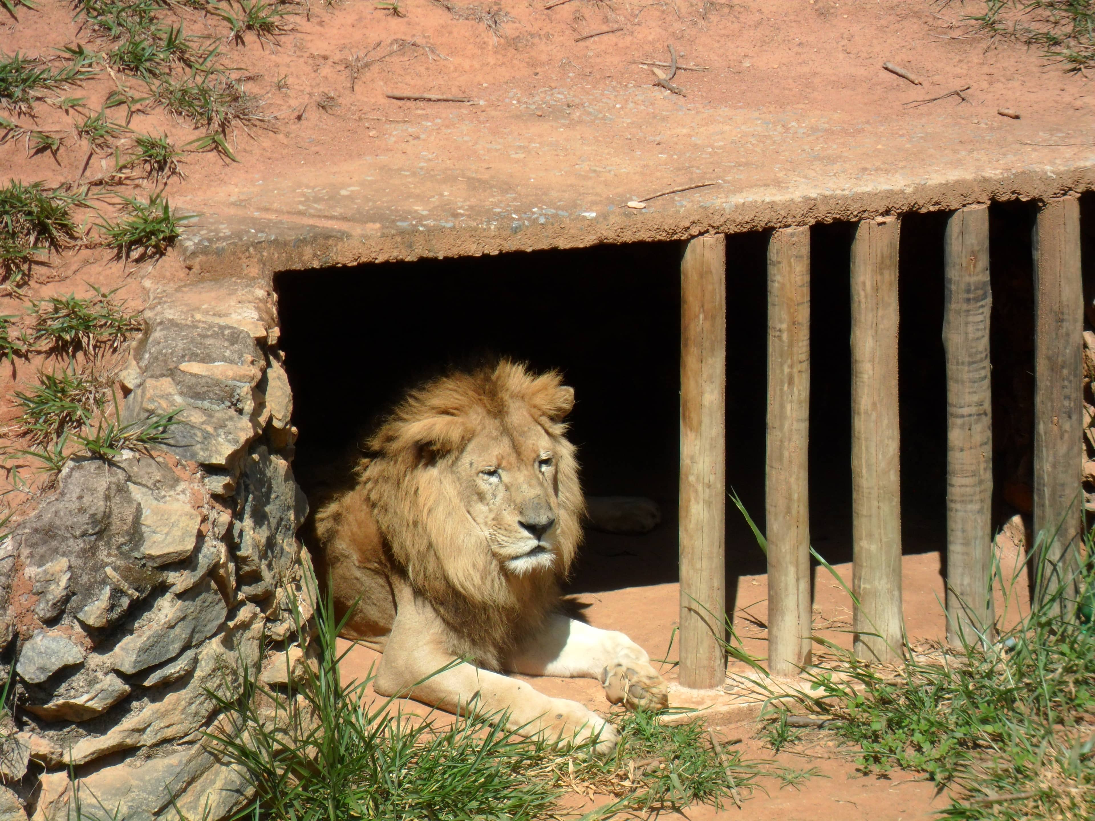 Majestic Lions