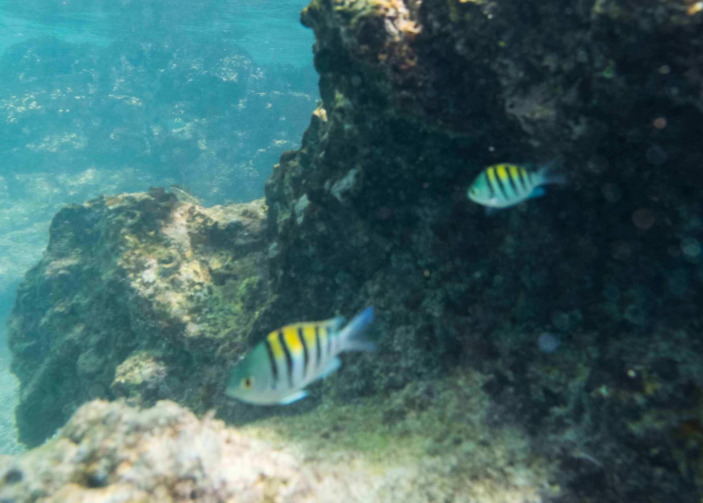 Snorkeling at Sullivan Bay