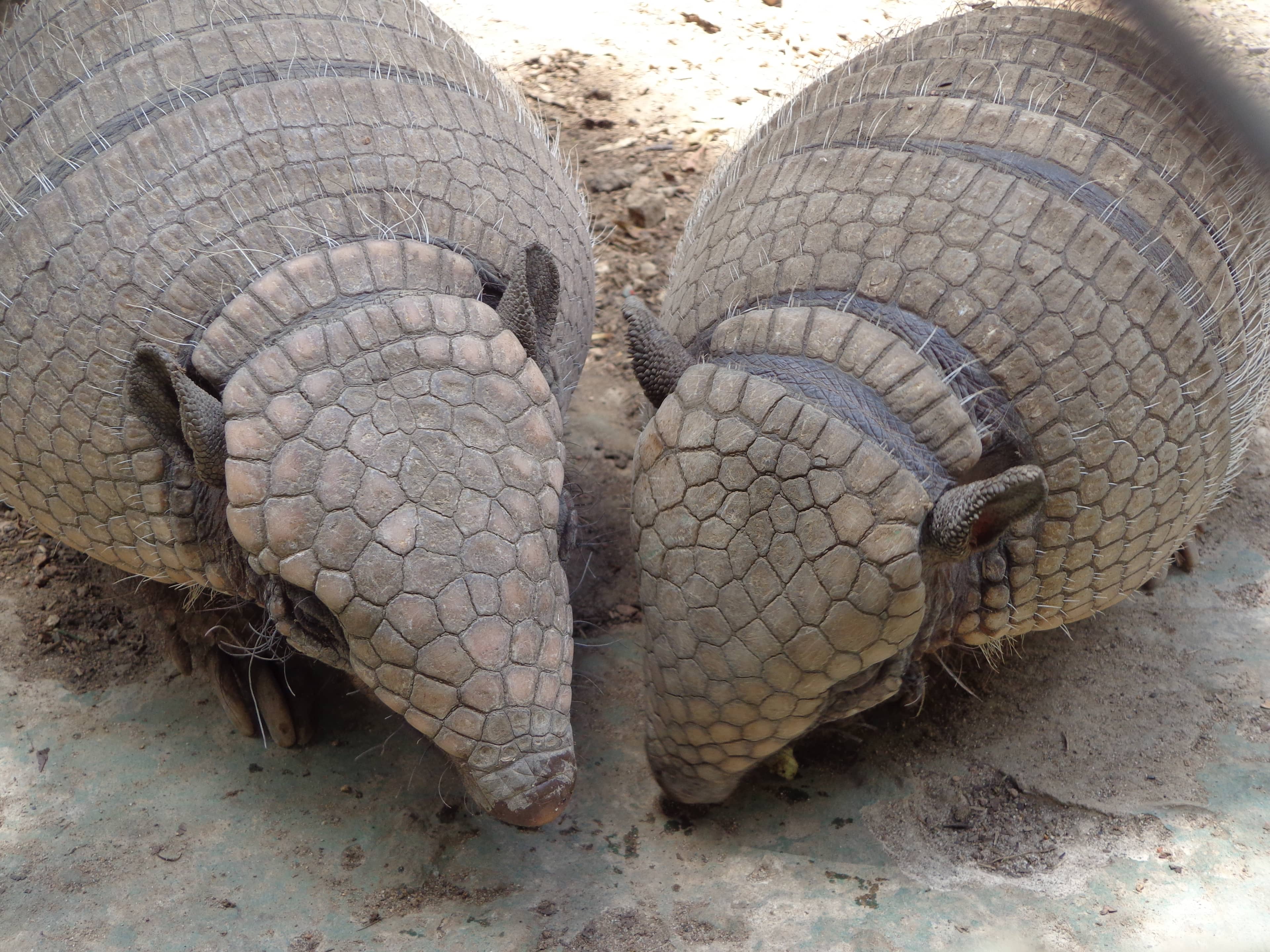 Wildlife Reserve Exploration