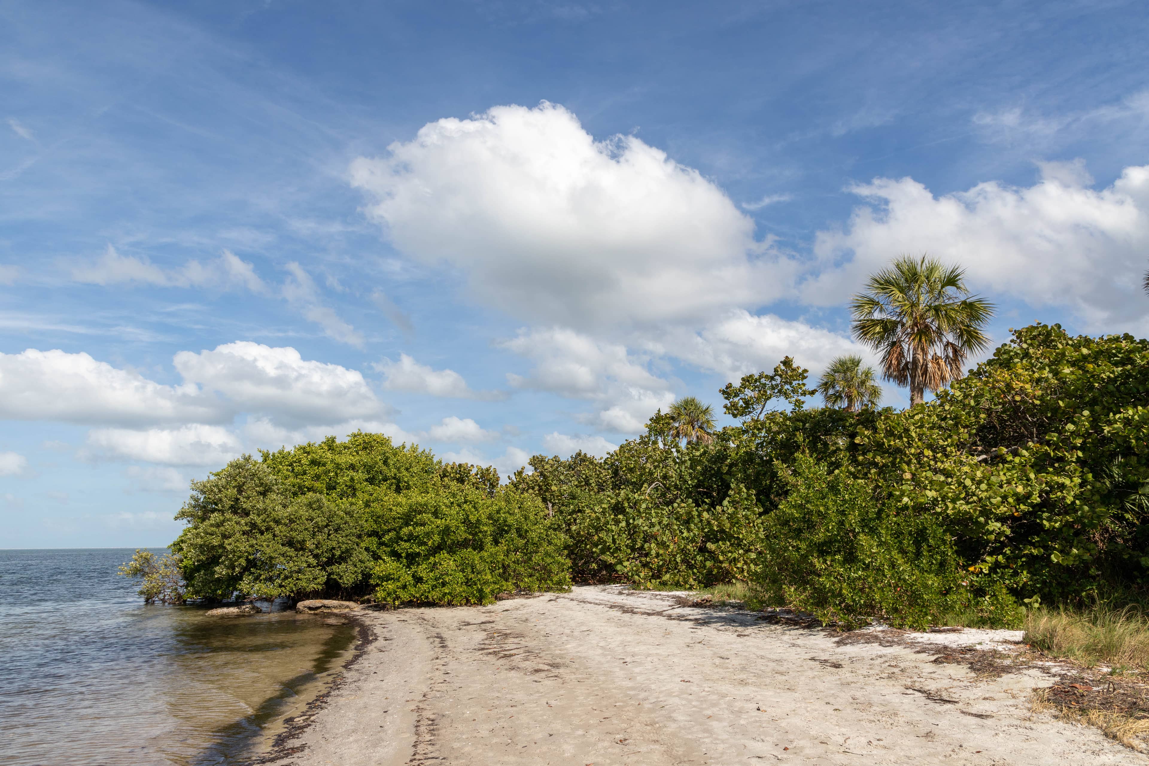 Mangrove Boardwalks