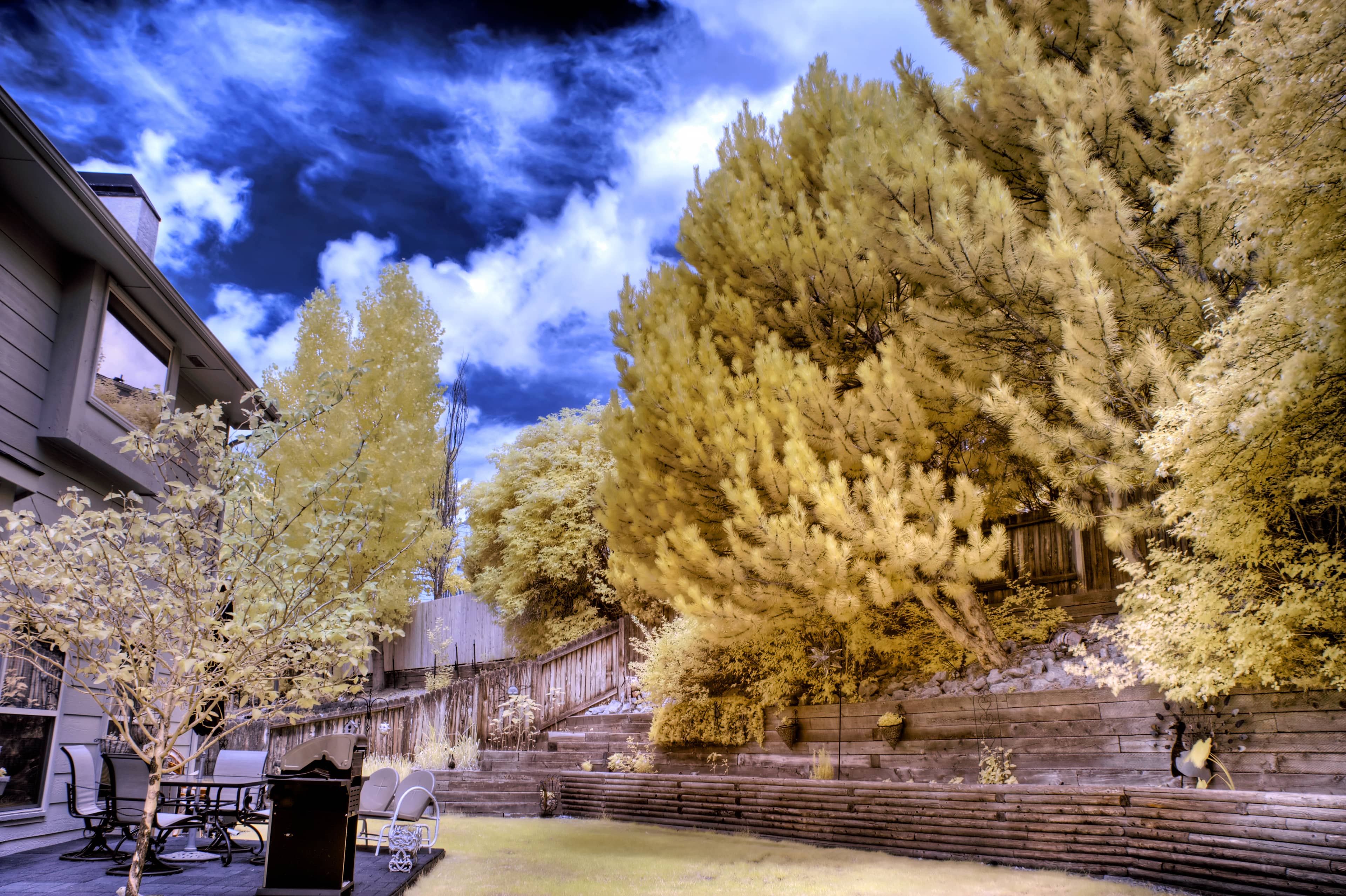 Spectacular Fronting Tree