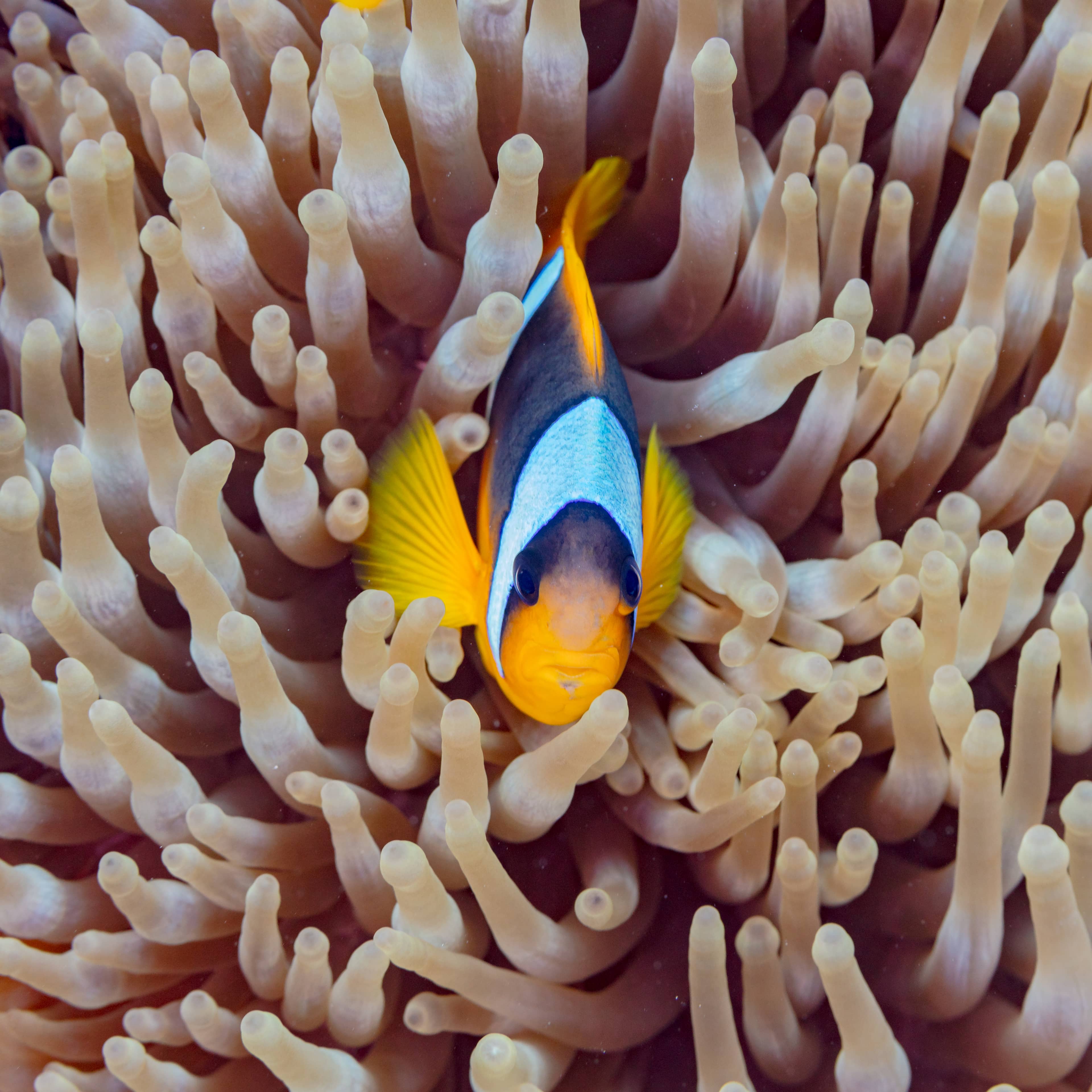 Marine Life Spectacle