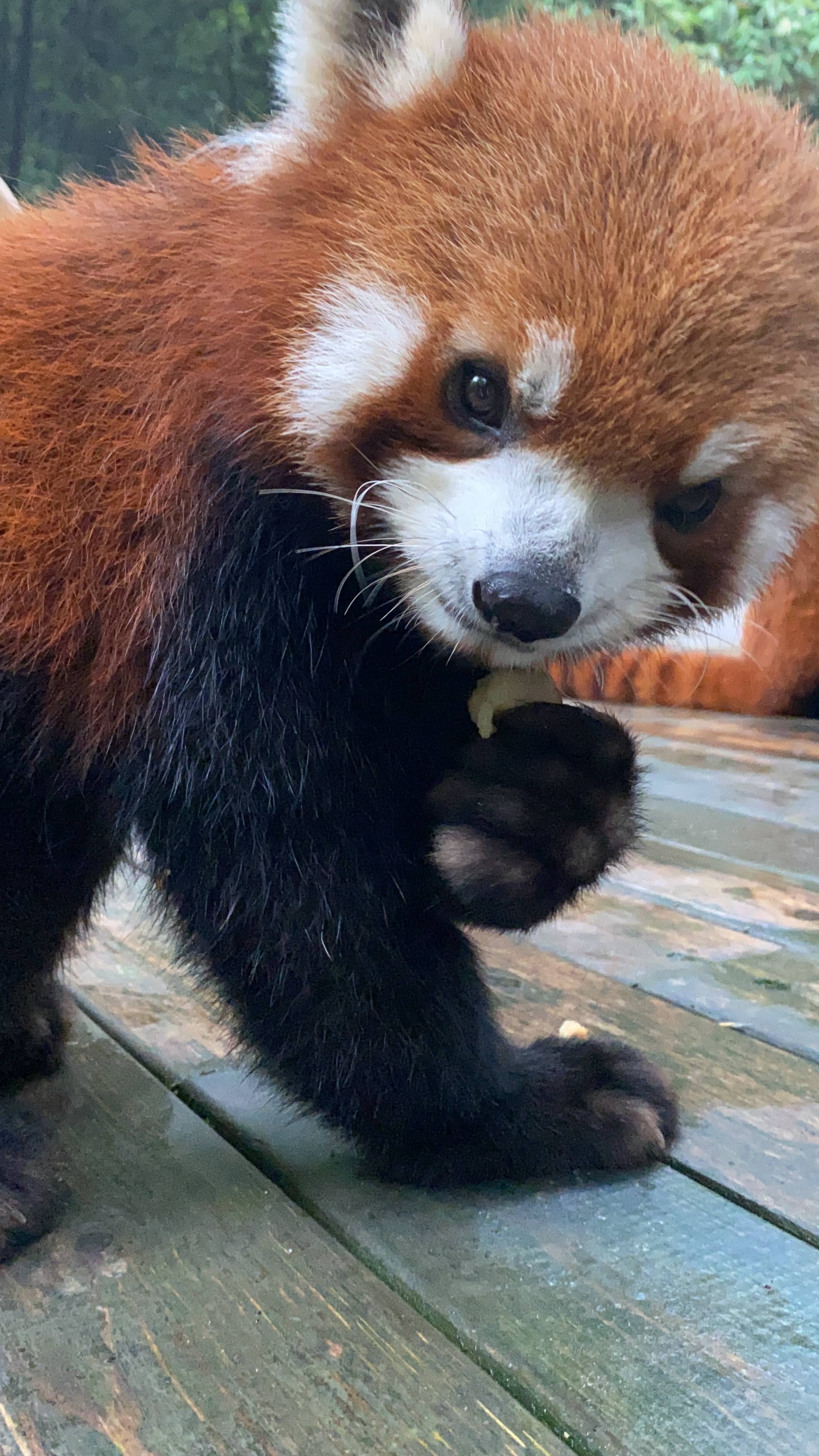 Red Panda Encounters