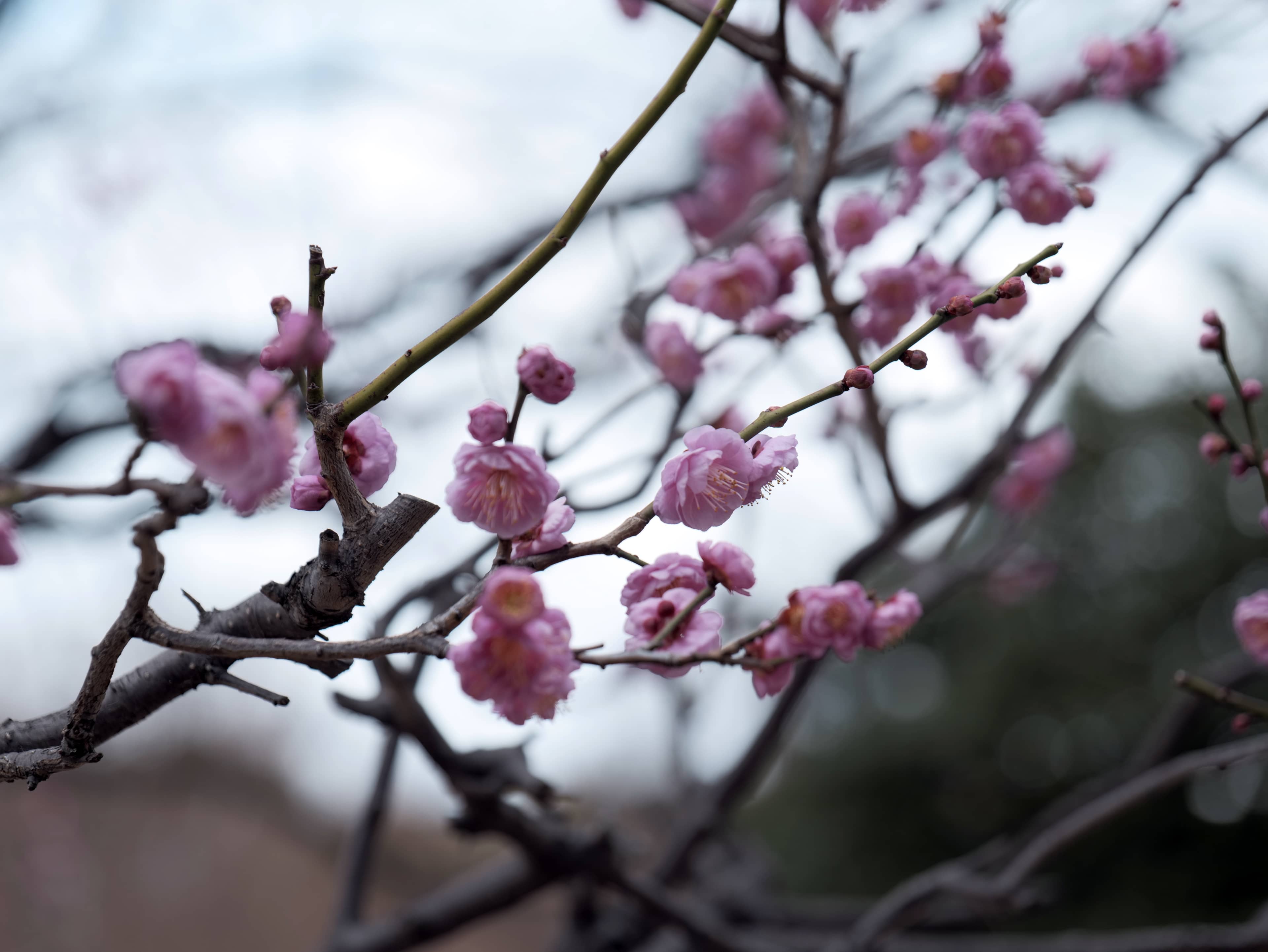 Seasonal Flower Displays