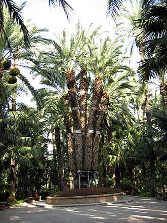 Shaded Palm Groves