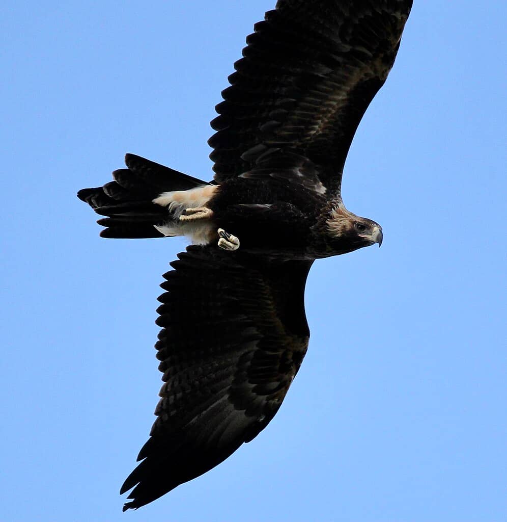 Bird of Prey Watching