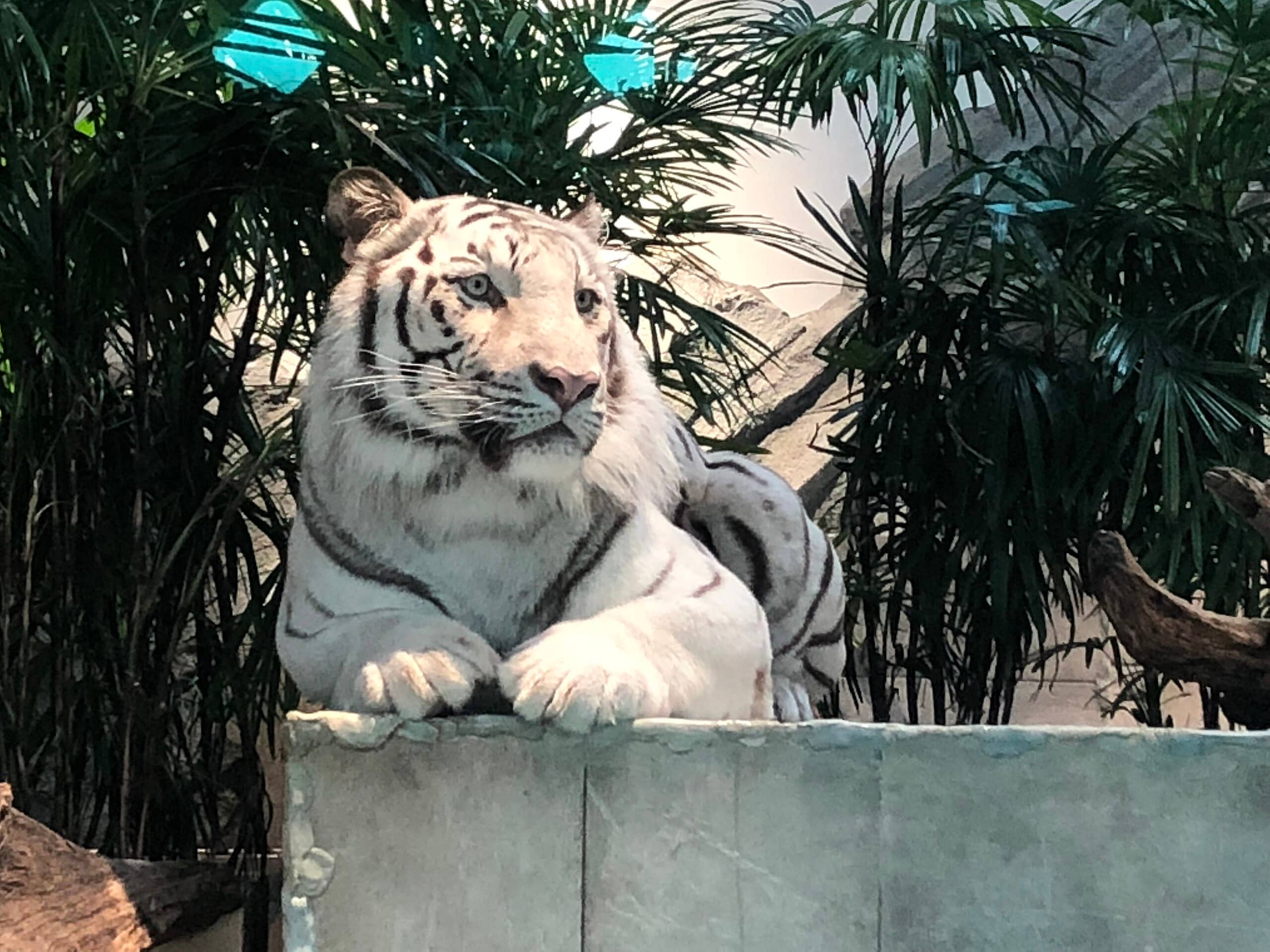 White Tiger Encounter
