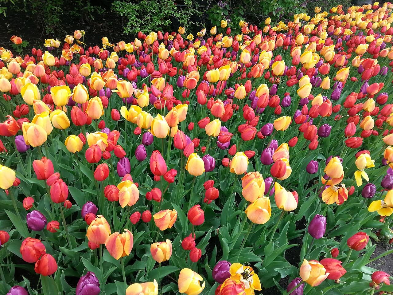 Seasonal Blooms