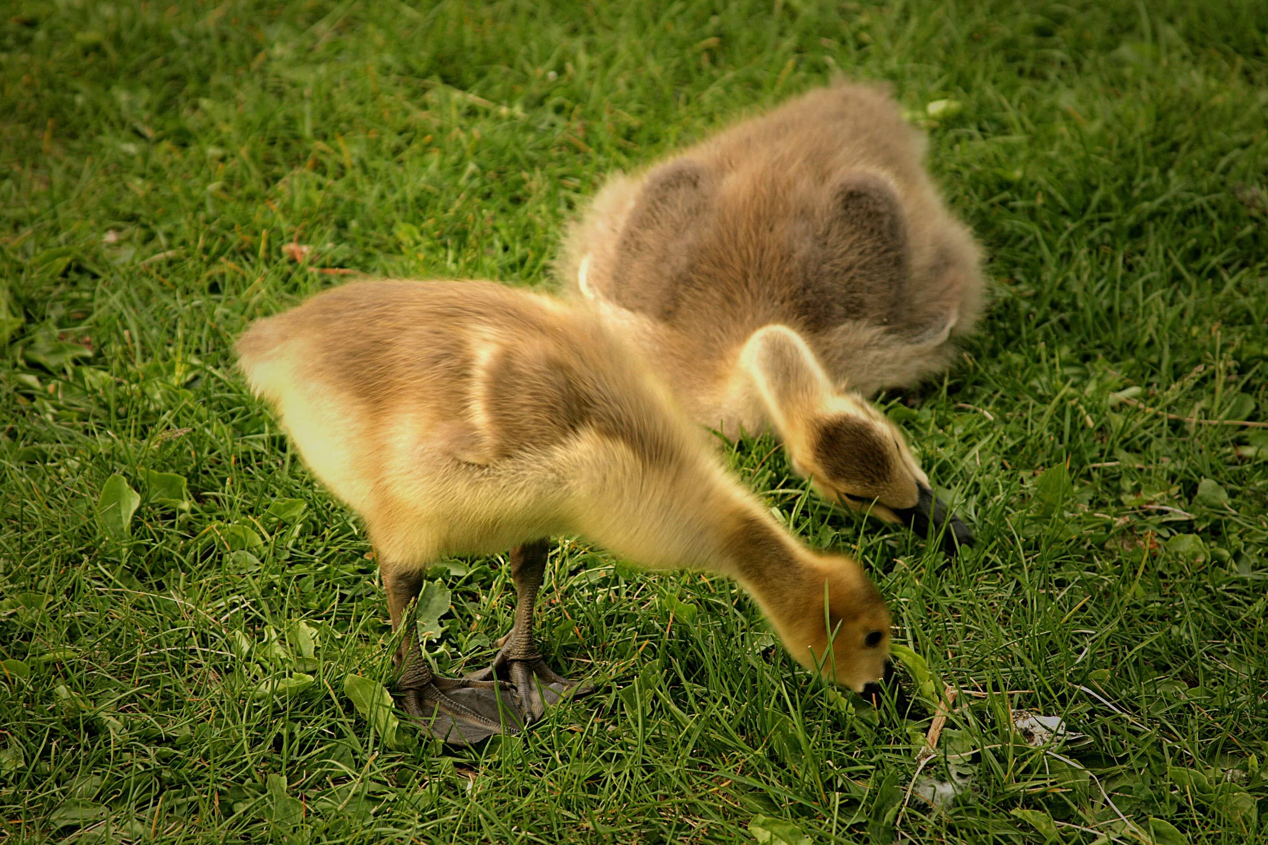 Wildlife Spotting