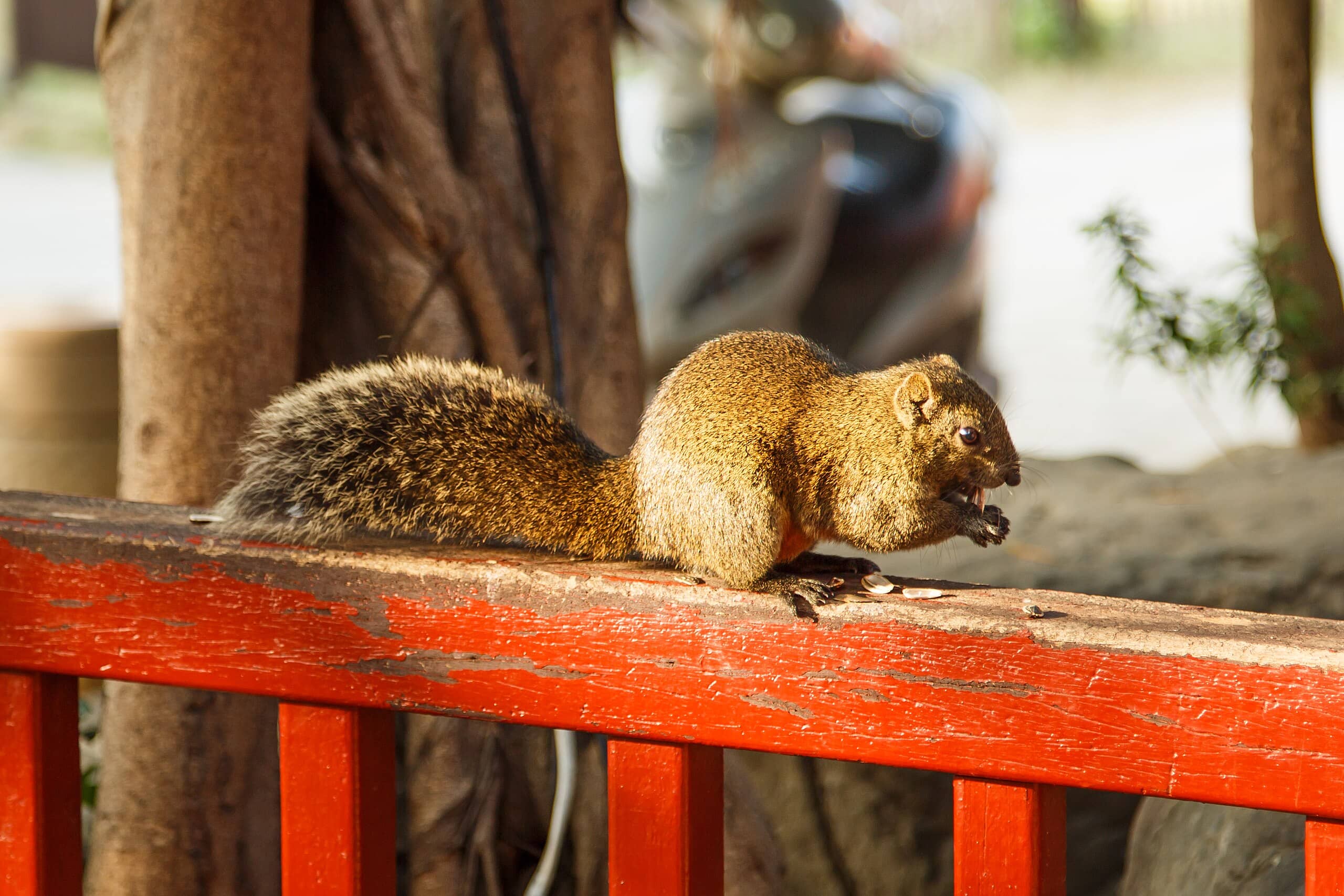 Squirrel Haven
