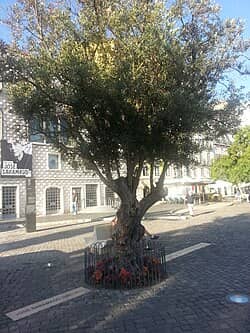 Saramago's Olive Tree Memorial