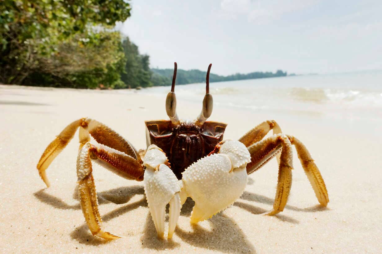Crab-Spotting Adventures