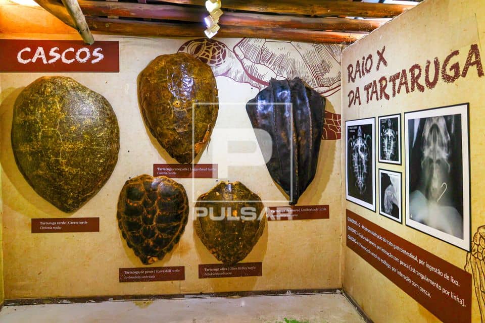 Interactive Exhibits