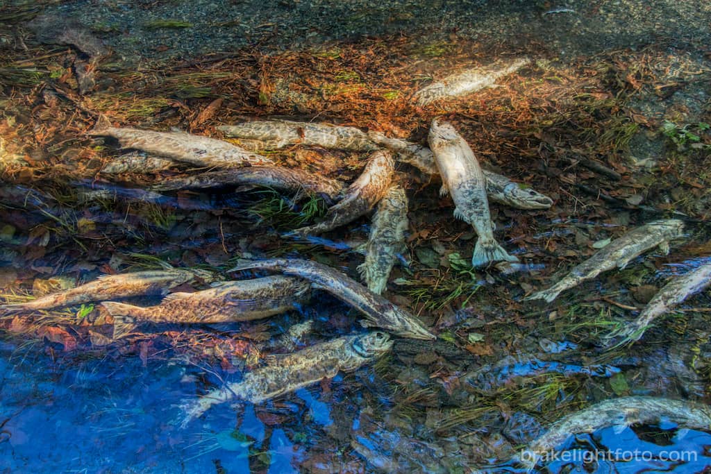 Chum Salmon Spawning Run