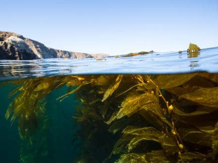 Kelp Forest & Clear Waters