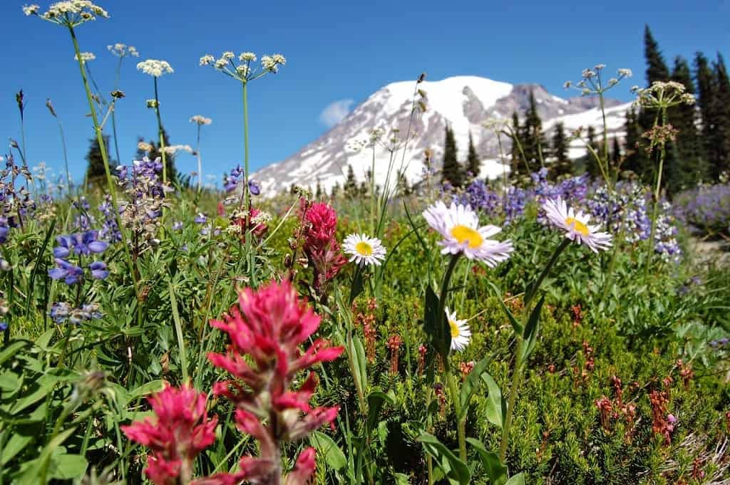 Wildflower Meadows