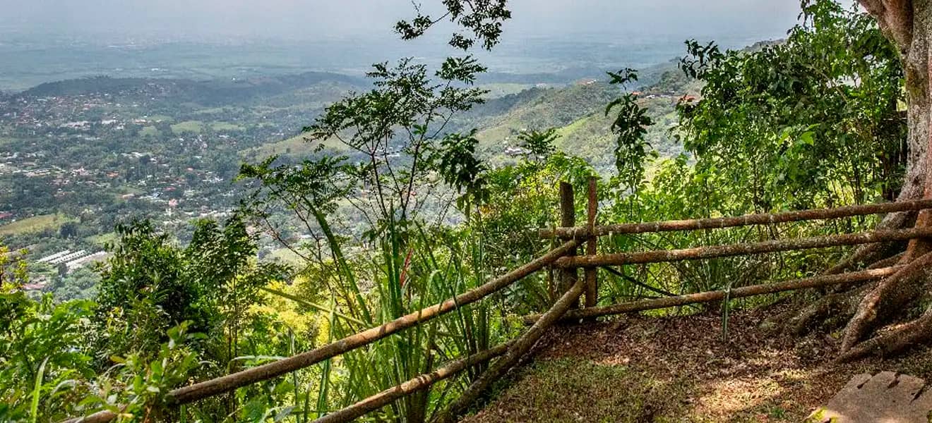 Heliconias and Native Flora