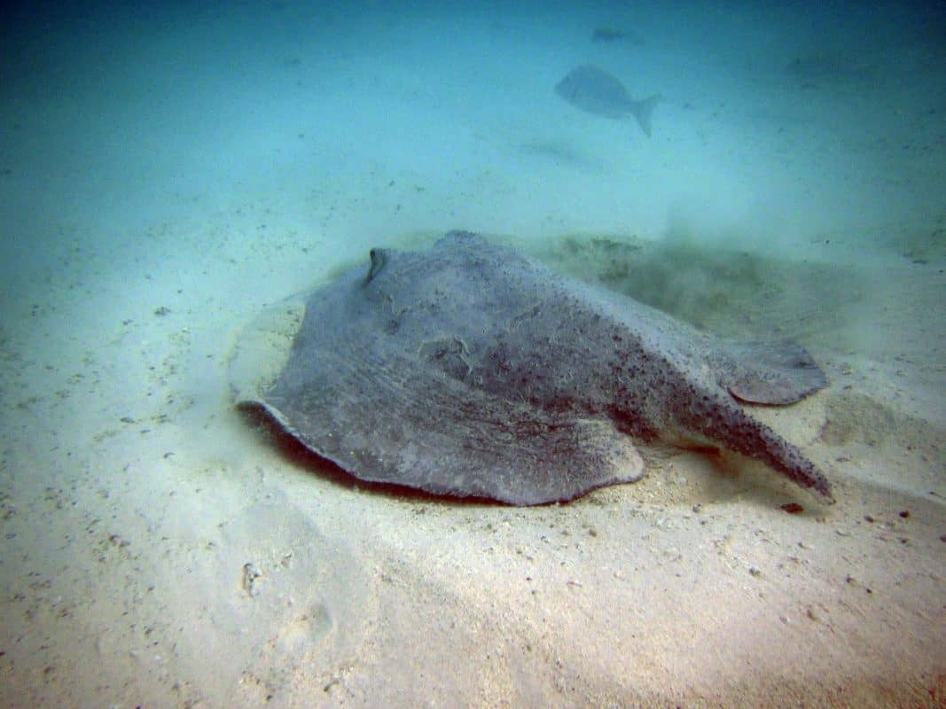 Stingray Encounters