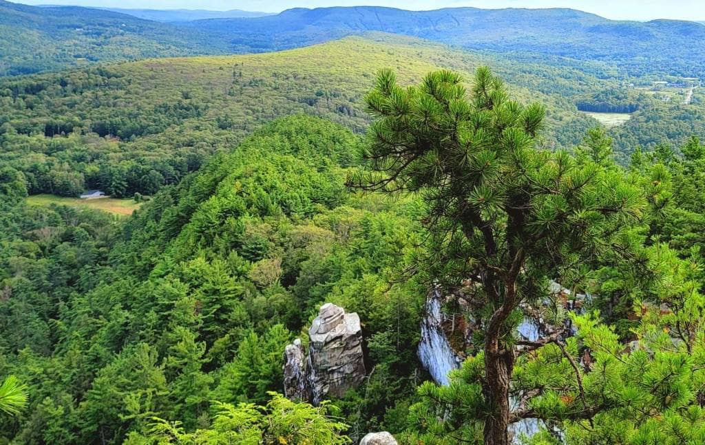 Tranquil Pine Forest Trails