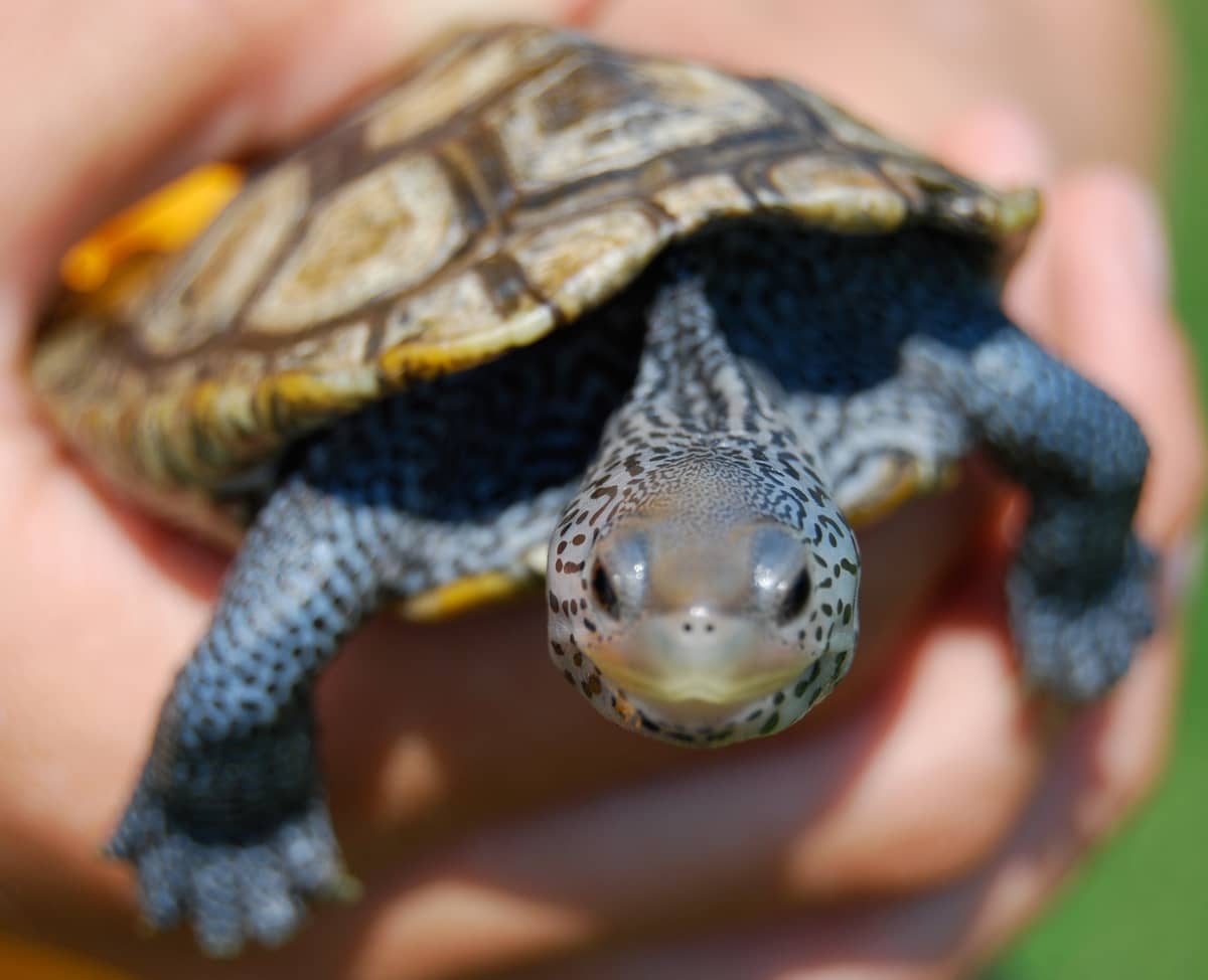 Terrapin Turtle Encounters