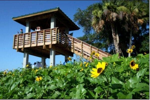 Observation Tower Views