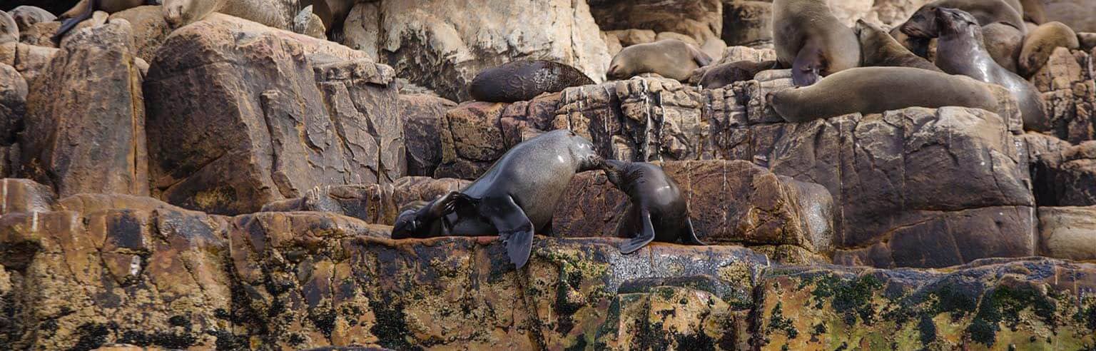 Cape Fur Seal Colonies