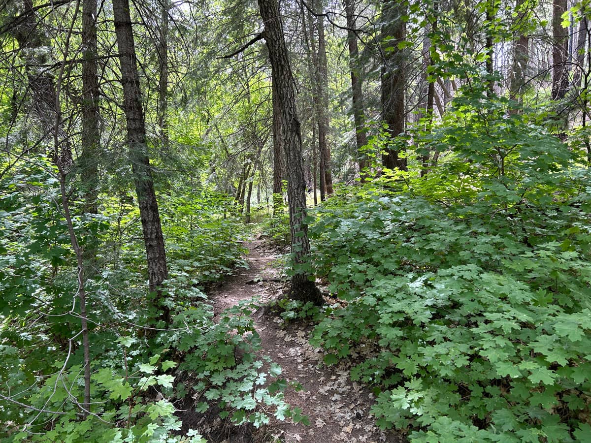 Aspen and Marshall Gulch Loop