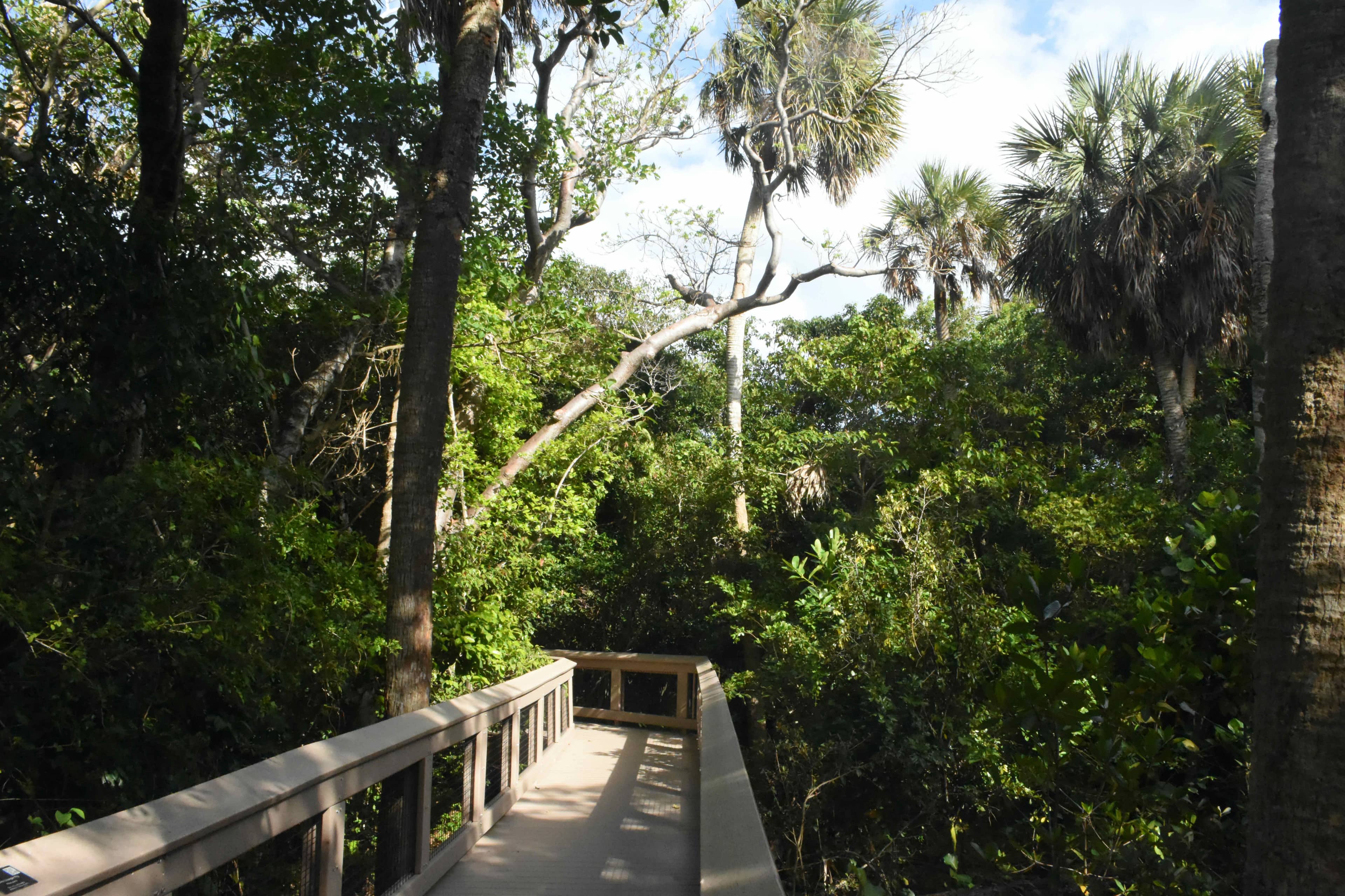 Coastal Hammock Boardwalk