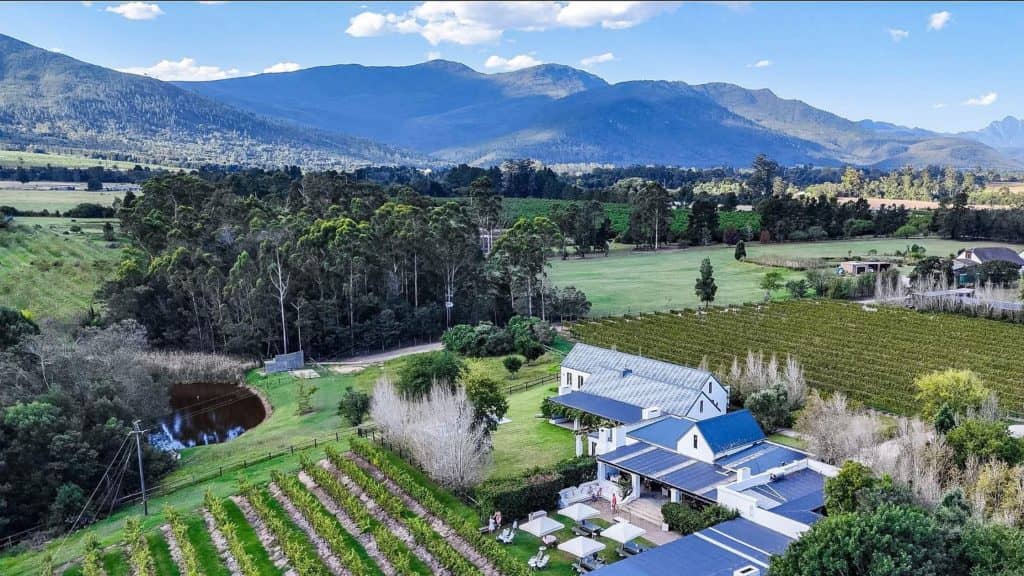 Peaceful Vineyard Ambiance