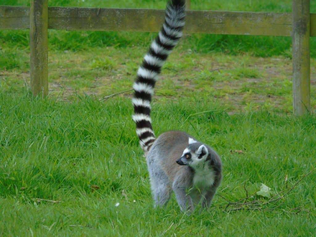 Lemur Encounters