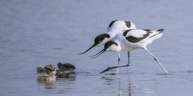 Diverse Birdlife