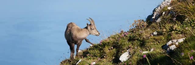 Diverse Flora & Fauna