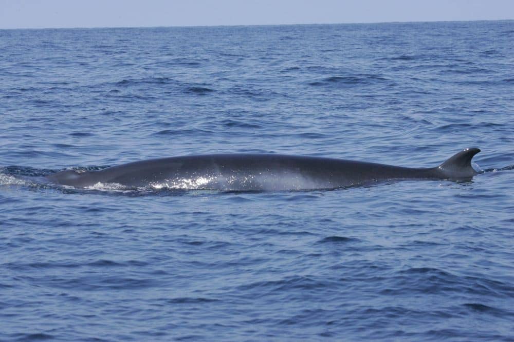 Minke Whale Spotting