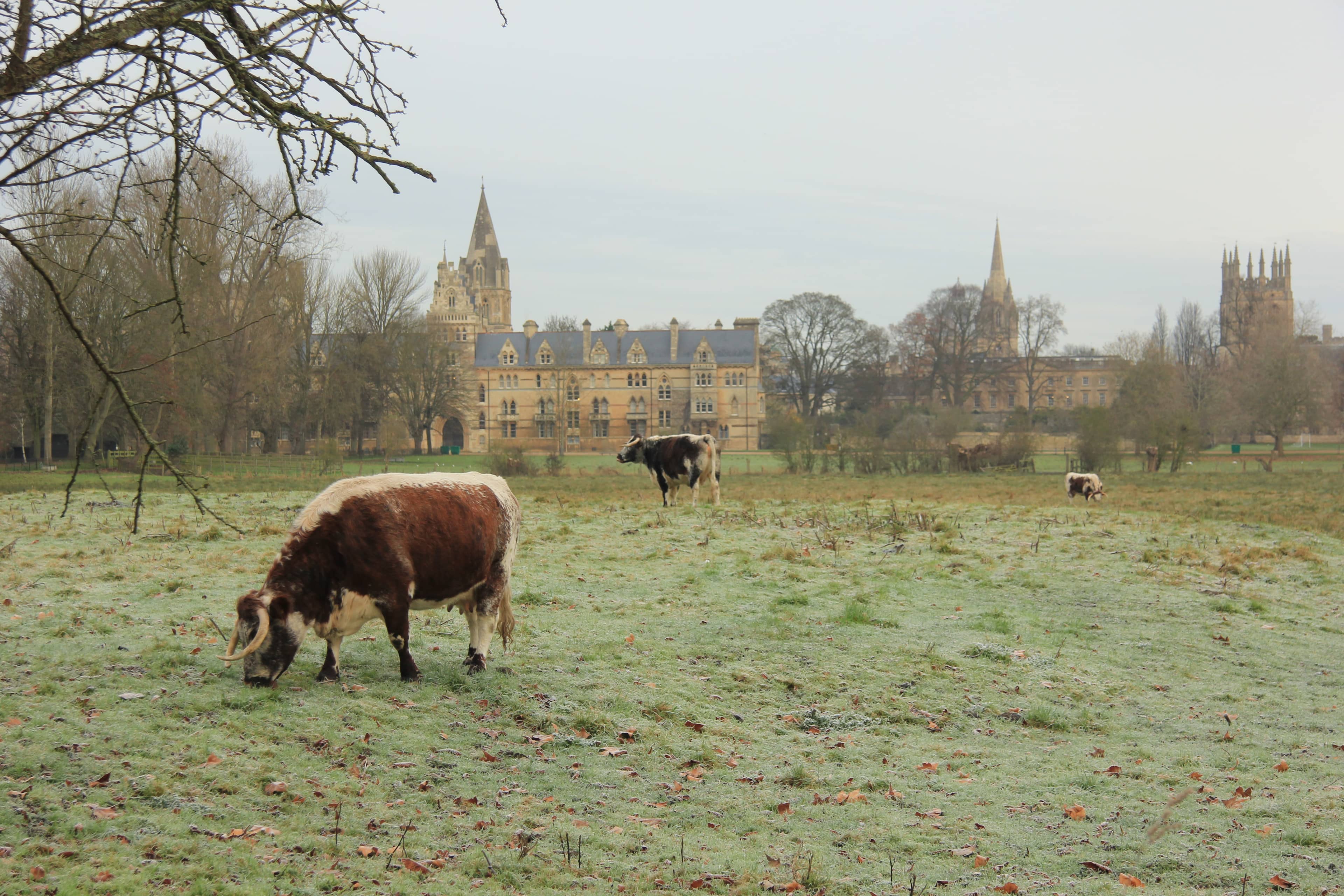 Grazing Longhorn Cattle