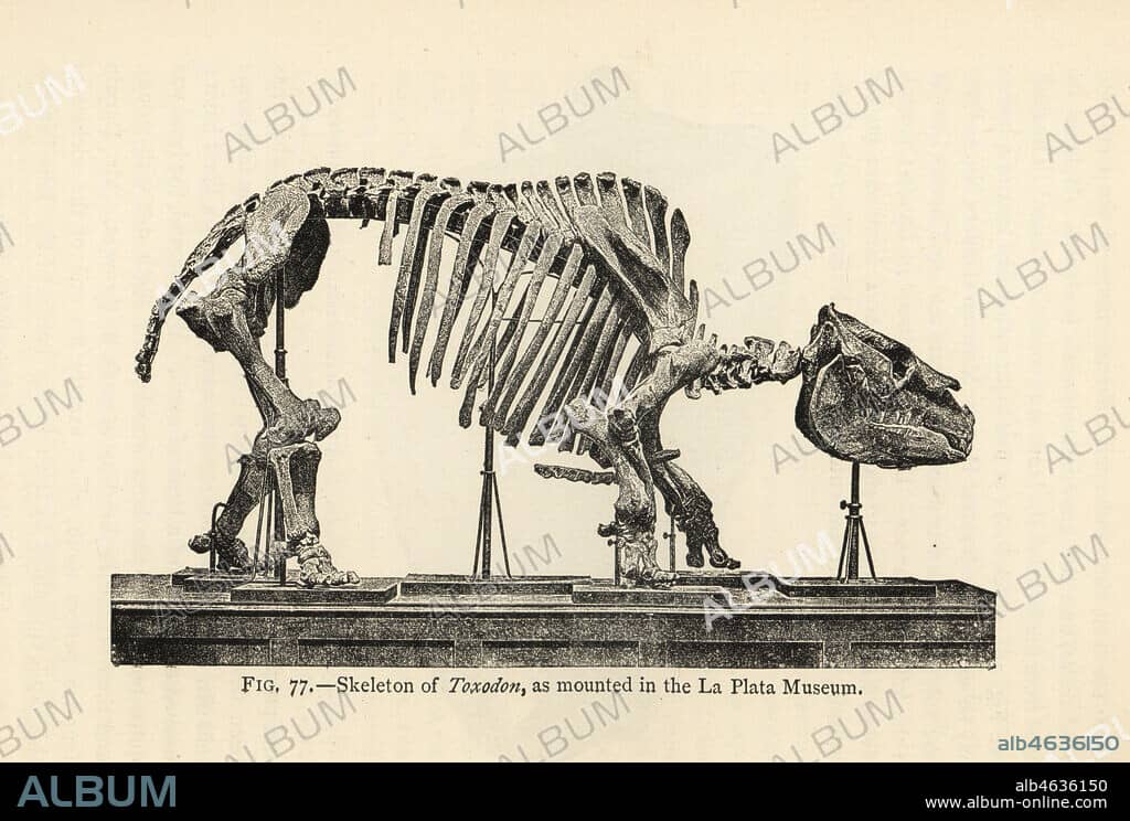 Pleistocene Megafauna