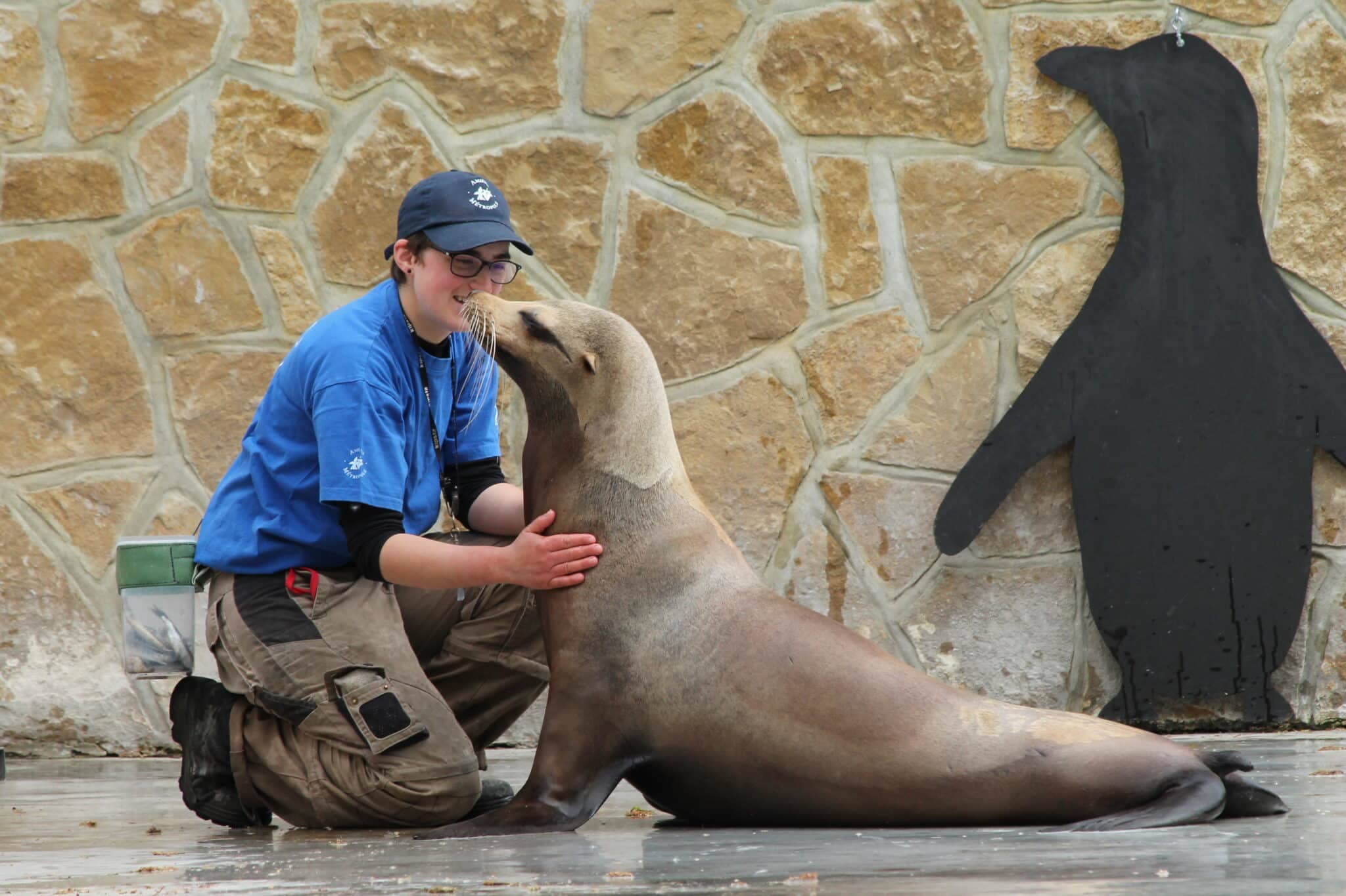 Seal Encounter Show