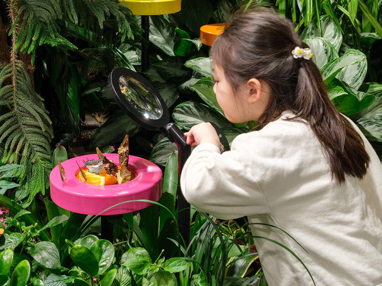 Butterfly Room