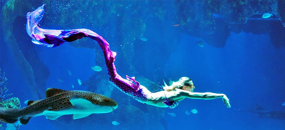Mermaid and Merman Shows