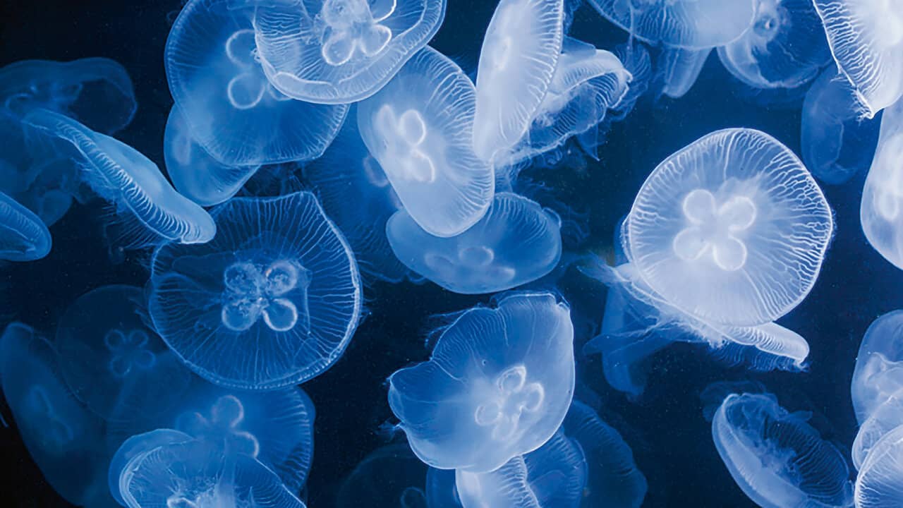 Jellyfish Breeding Center