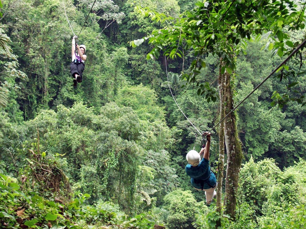 Lush Rainforest Immersion