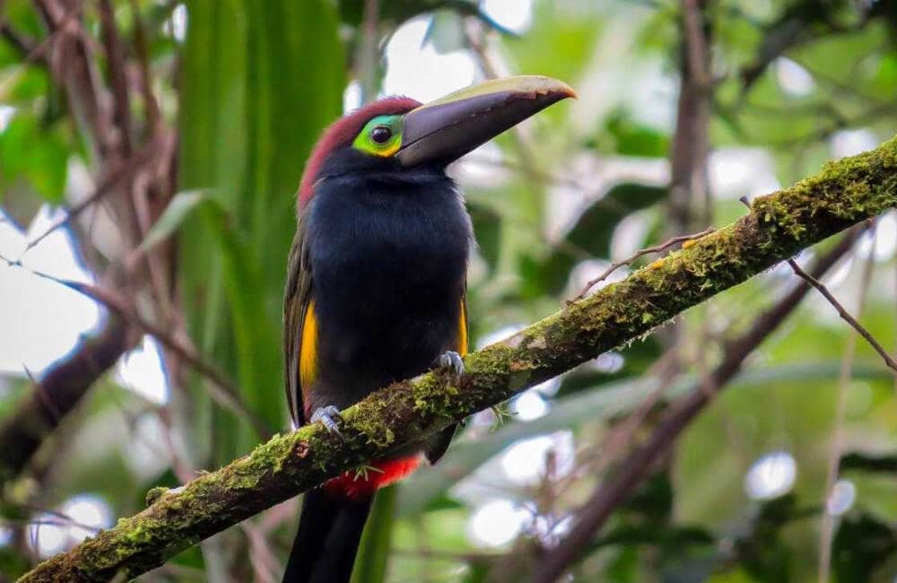 Exceptional Birdwatching Opportunities