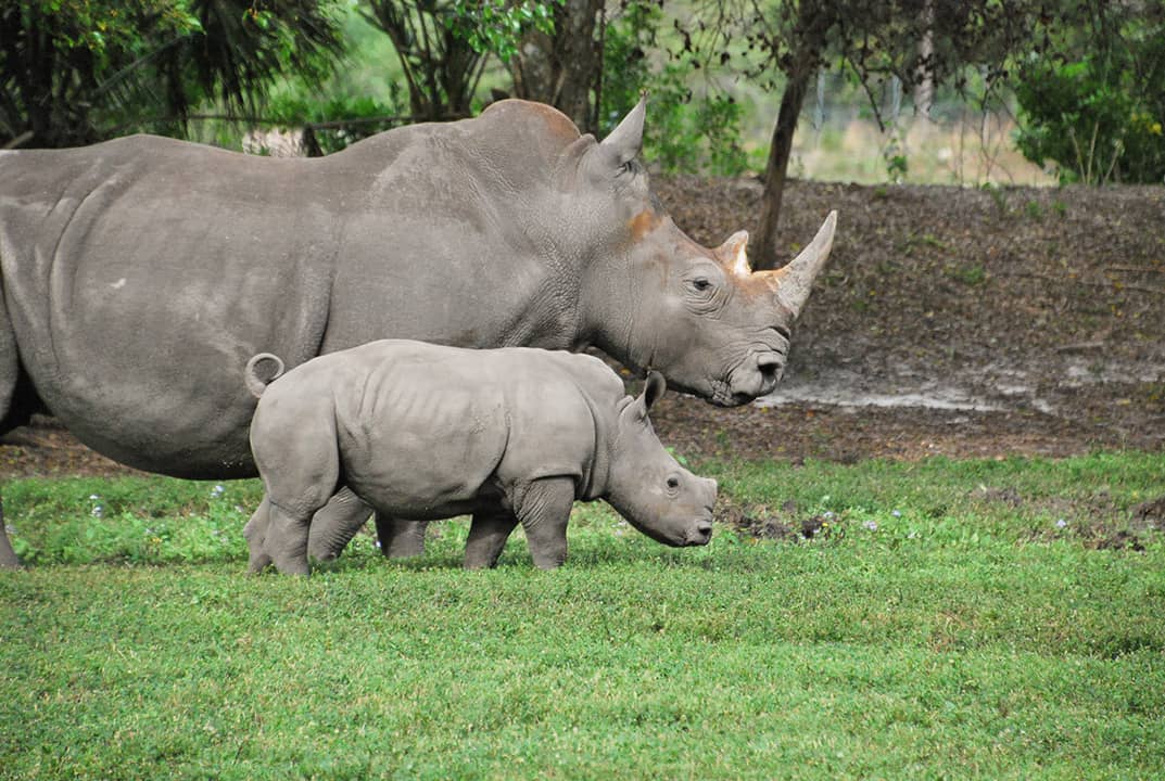 Rhino Conservation