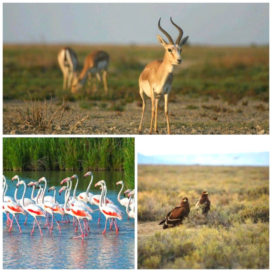 Diverse Wildlife