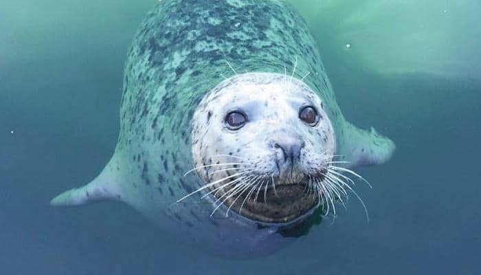 Playful Seals