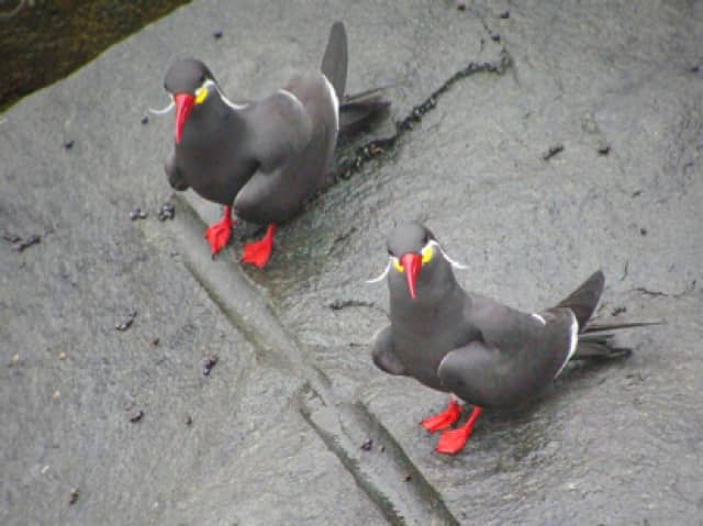 Bird Watching Haven