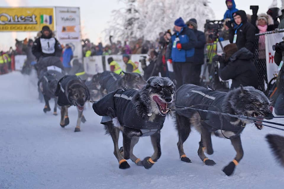 Yukon Quest Start Line