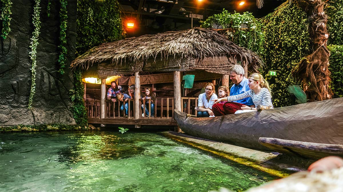 Tropical Rainforest Immersion