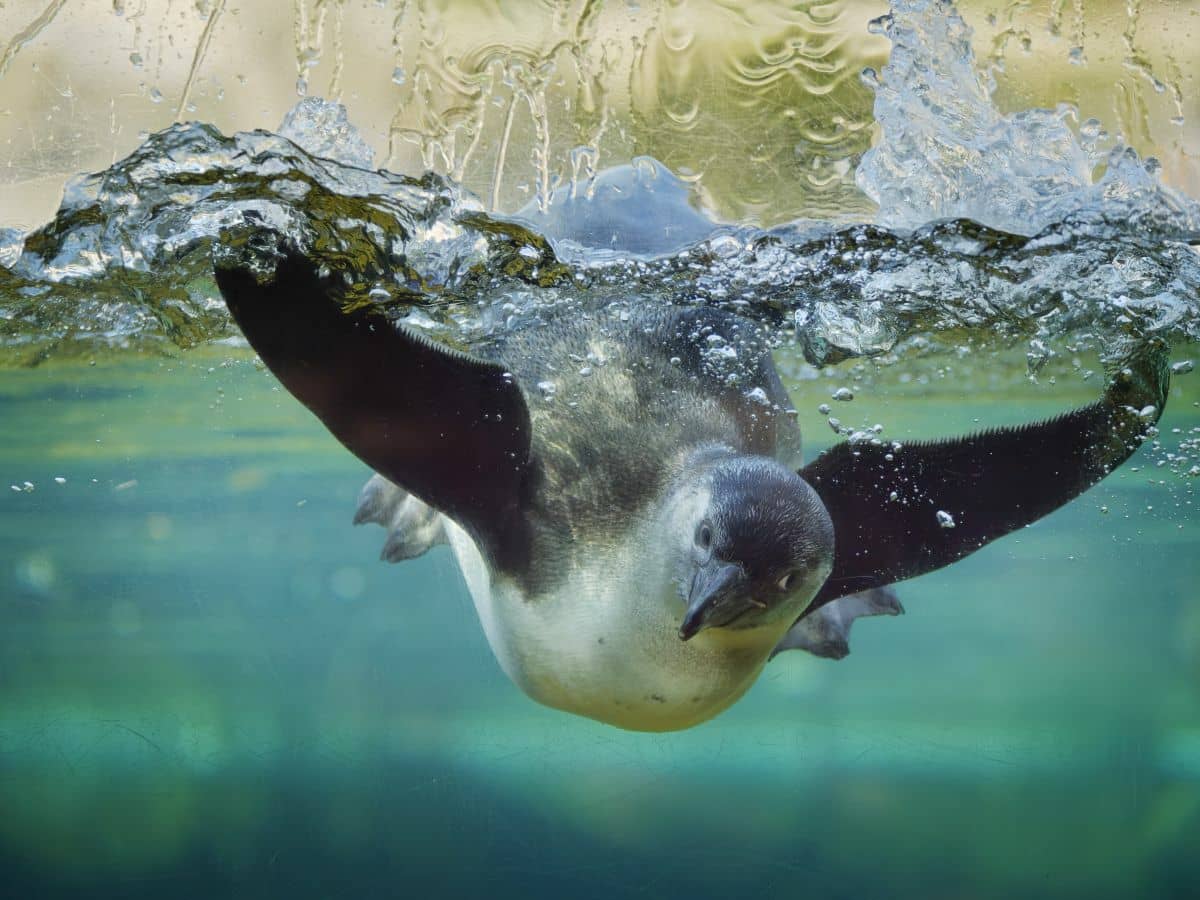 Penguin & Seal Pools