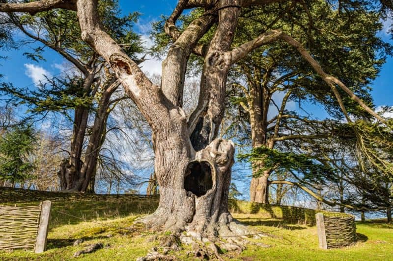 The 'Harry Potter' Tree